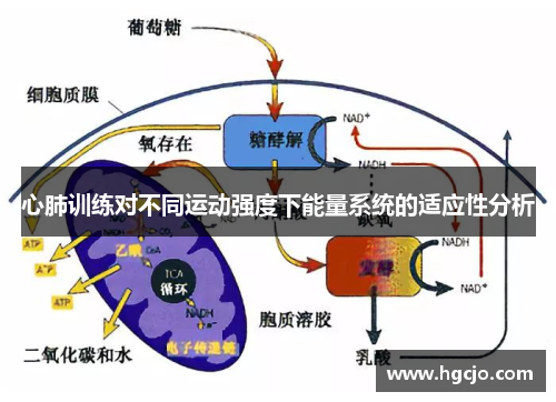 心肺训练对不同运动强度下能量系统的适应性分析